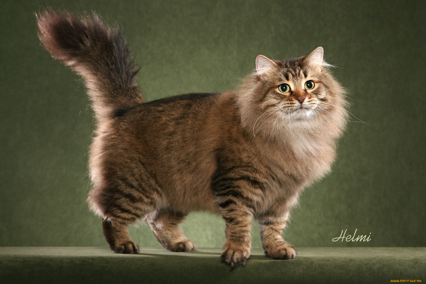 , , cat